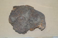 Polyporus rhodophaeus ixbRE^Pj